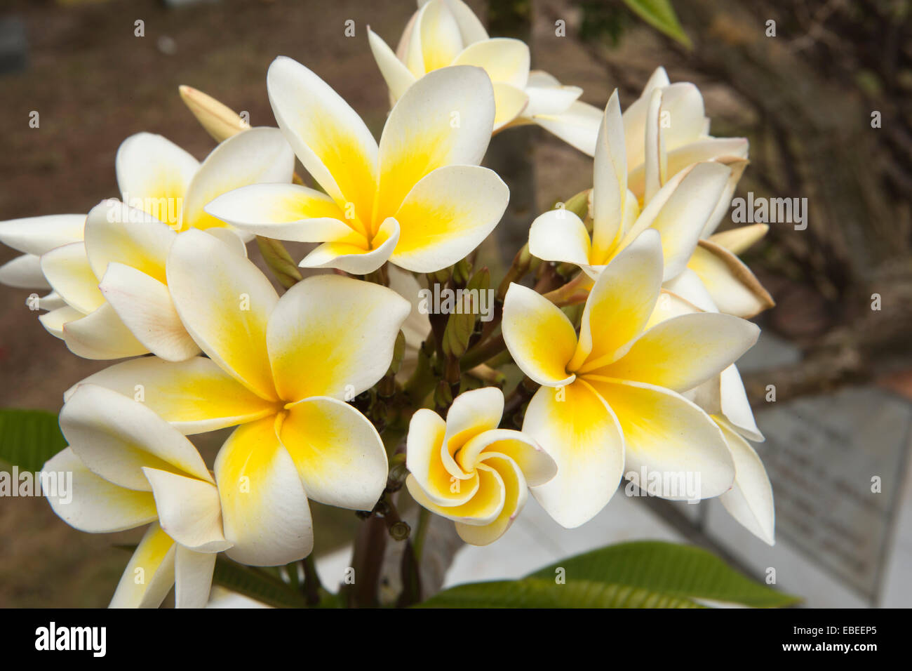 Mauritius flower fotografías e imágenes de alta resolución - Alamy