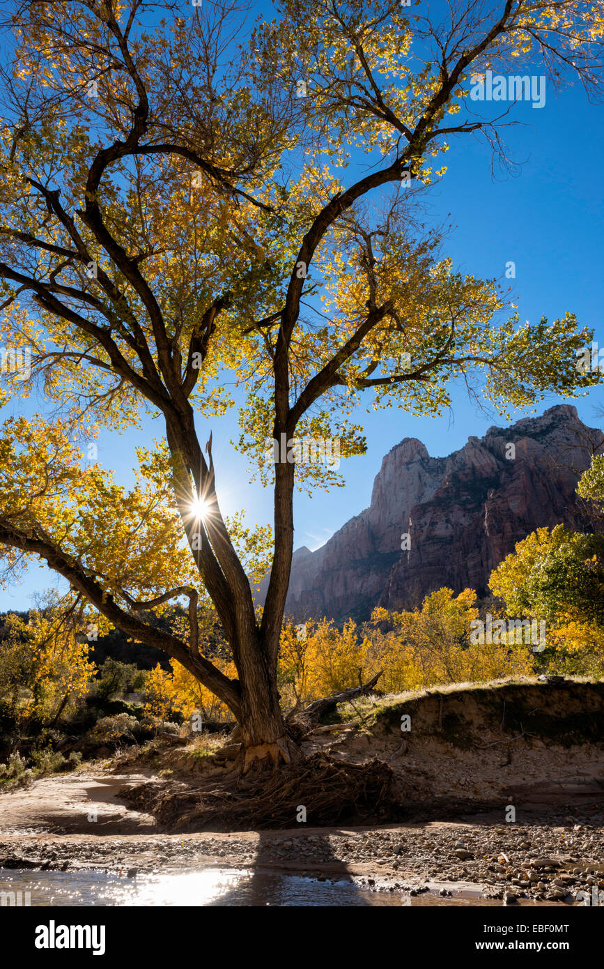 Sunburst y hojas de otoño en el Parque Nacional de Zion, Utah, EE.UU. Foto de stock