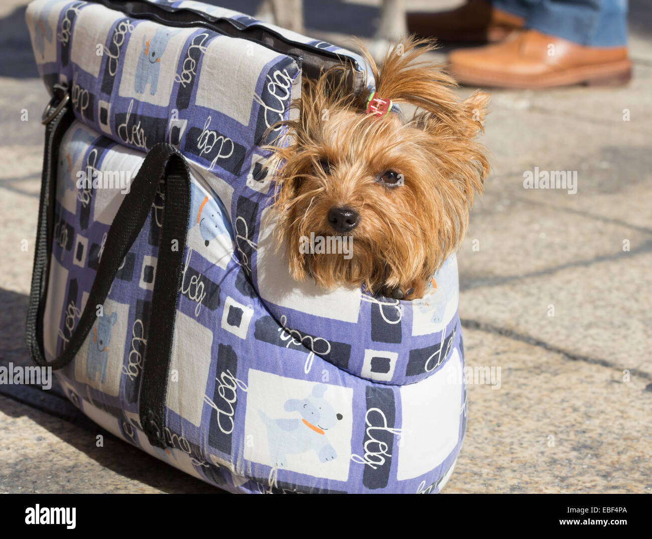 Yorkshire terrier bag fotografías e imágenes de alta resolución - Alamy