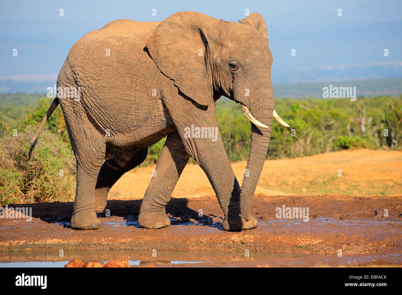 Gran Toro del elefante africano (Loxodonta africana), el Parque Nacional de Elefantes Addo, Sudáfrica Foto de stock