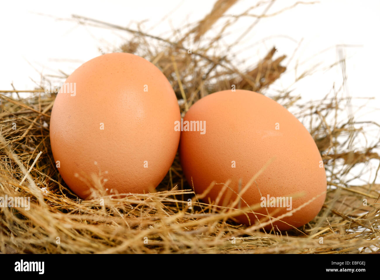 Los huevos de pollo en el nido Foto de stock