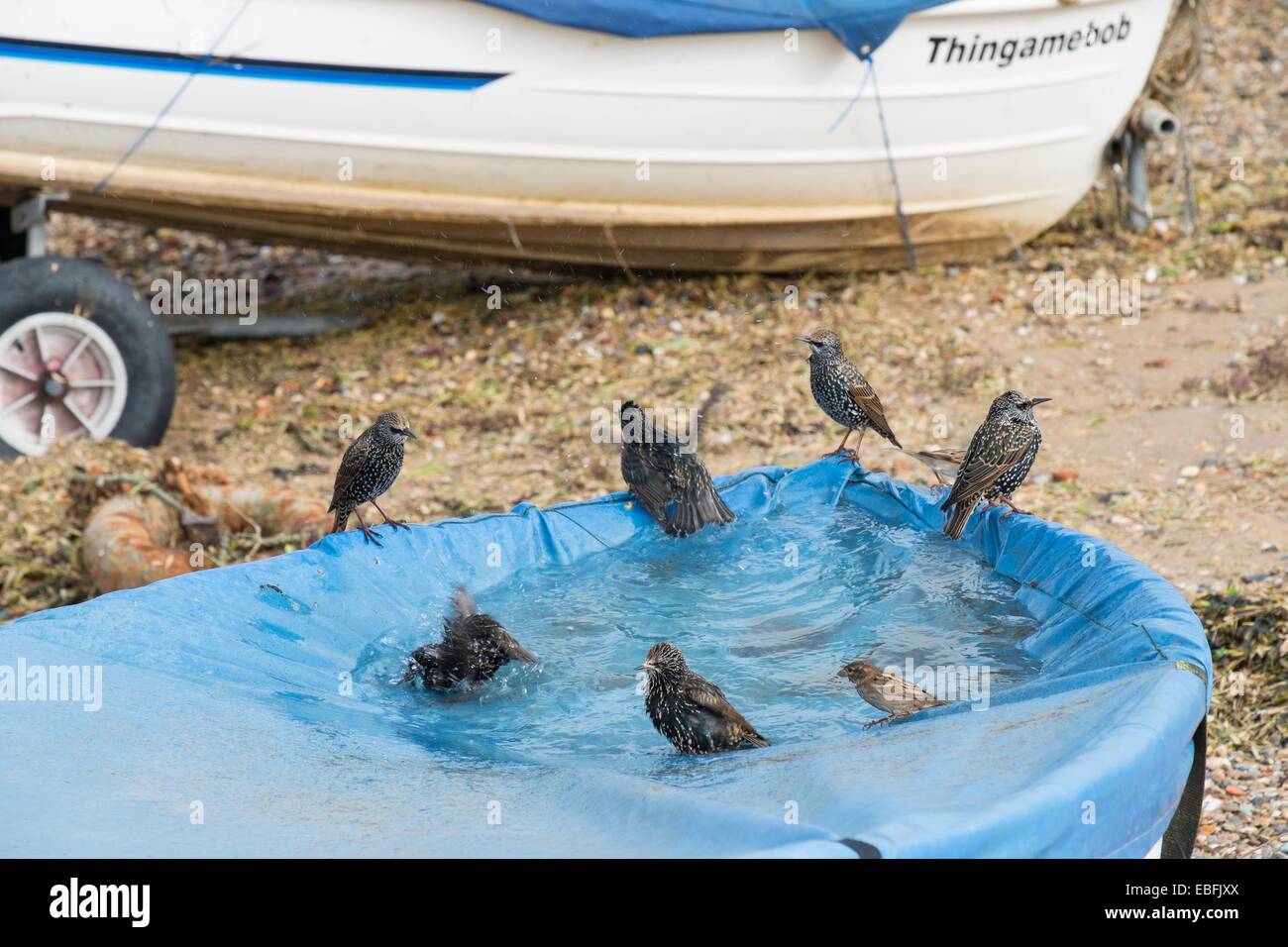 Los estorninos comunes- Sturnus vulgaris y Casa Sparrows-Passer domesticus, bañarse en agua de lluvia recogida en barco lona. Foto de stock
