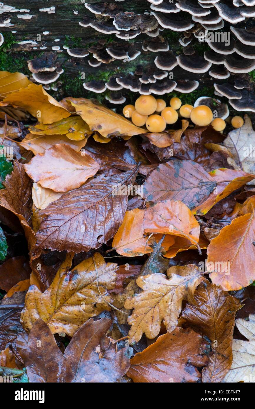 Soporte Turkeytail hongo y las hojas caídas. Foto de stock