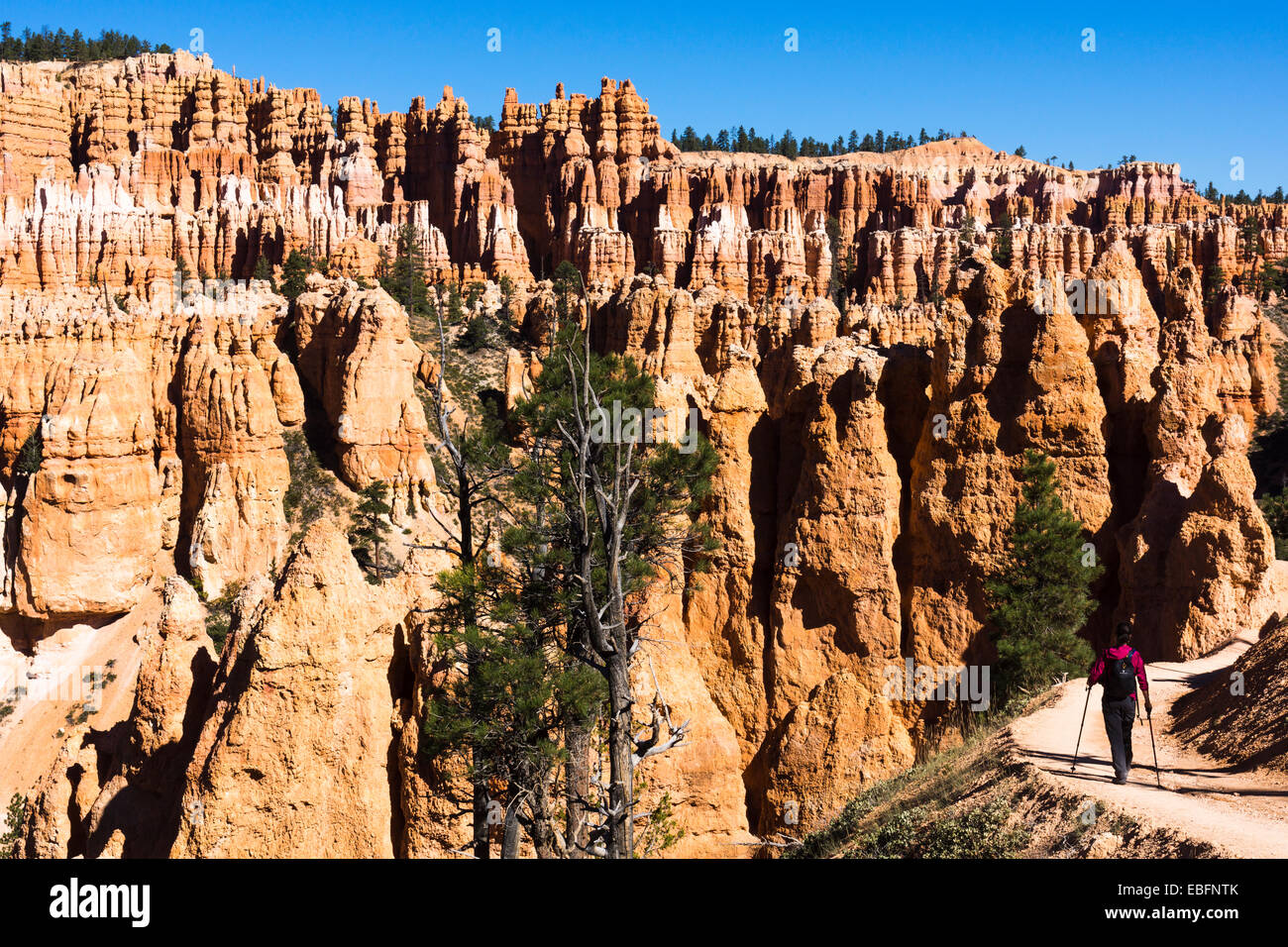 Excursionista hembra en el Peekaboo Loop Trail, anfiteatro de Bryce Canyon hoodoos en el fondo. Bryce Canyon National Park, Utah, EE.UU.. Foto de stock