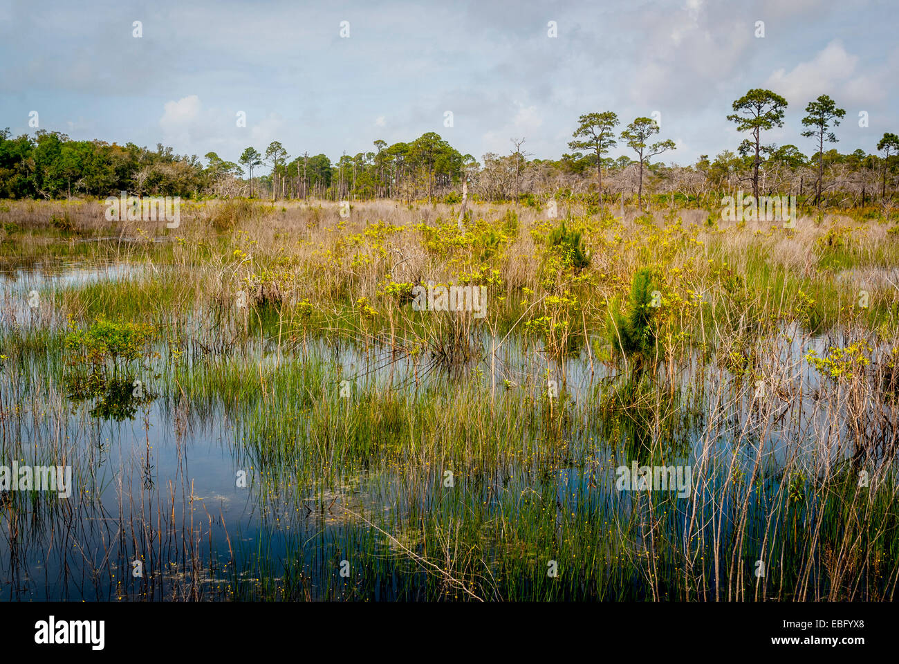 Una vista de los humedales de agua dulce y bosques de pino del