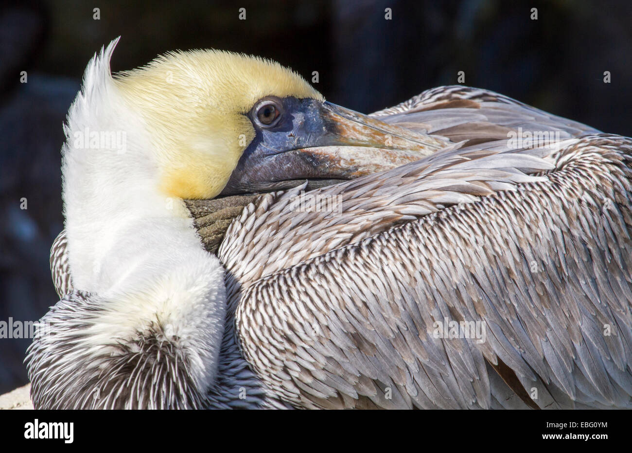 Pelicano café (Pelecanus occidentalis) se prepara para dormir con el pico bajo el ala, Galveston, Texas, USA. Foto de stock