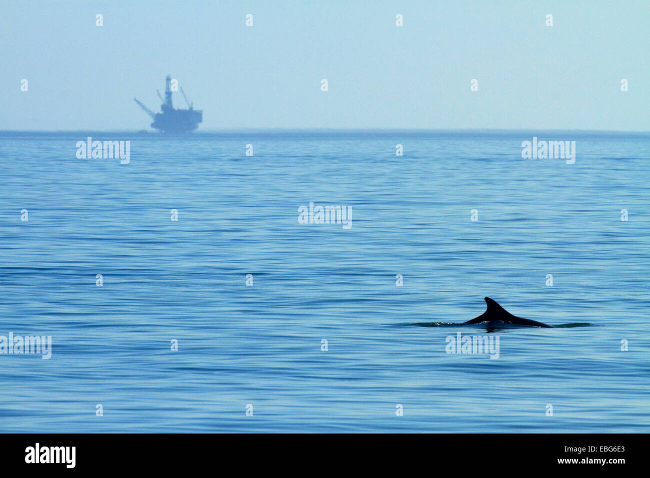 Delfines y de la plataforma petrolífera, el Capitan State Beach, el condado de Santa Bárbara, Central Coast, California, EE.UU. Foto de stock
