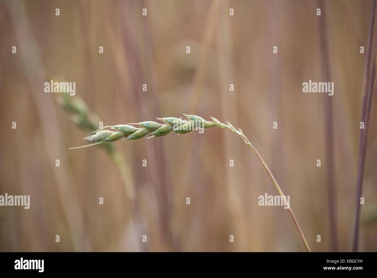 Espiga de trigo en una grainfield, Alta Baviera, Baviera, Alemania Foto de stock