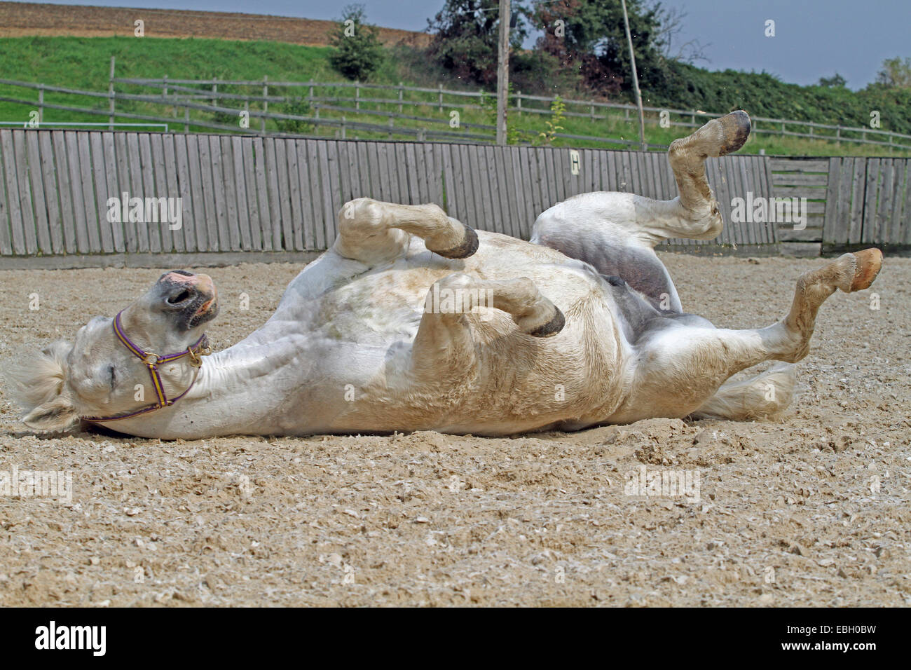 Caballo Andaluz (Equus caballus przewalskii. f), Rolls en la arena Foto de stock