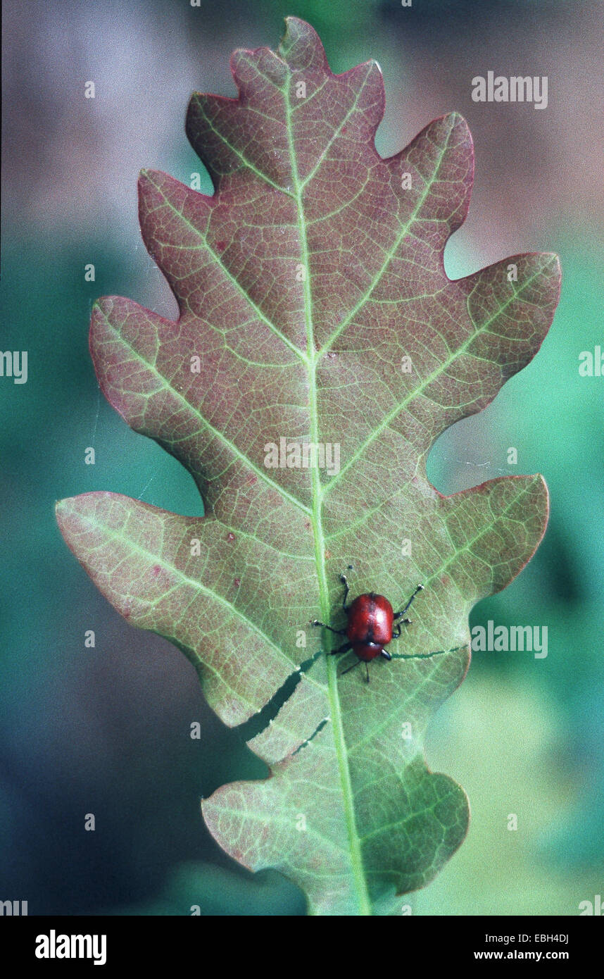 Rodillo de hojas de roble, el roble rojo rodillo (Attelabus nitens), primero los recortes en una hoja. Foto de stock