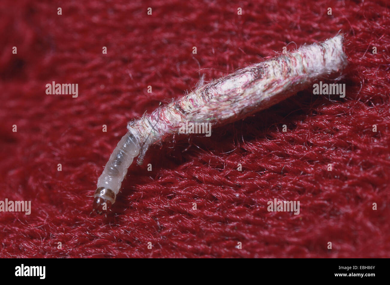 El caso de la polilla de la ropa del cojinete, caso de decisiones polilla de ropa (Tinea pellionella), larva en vivienda, sobre rojo textil. Foto de stock