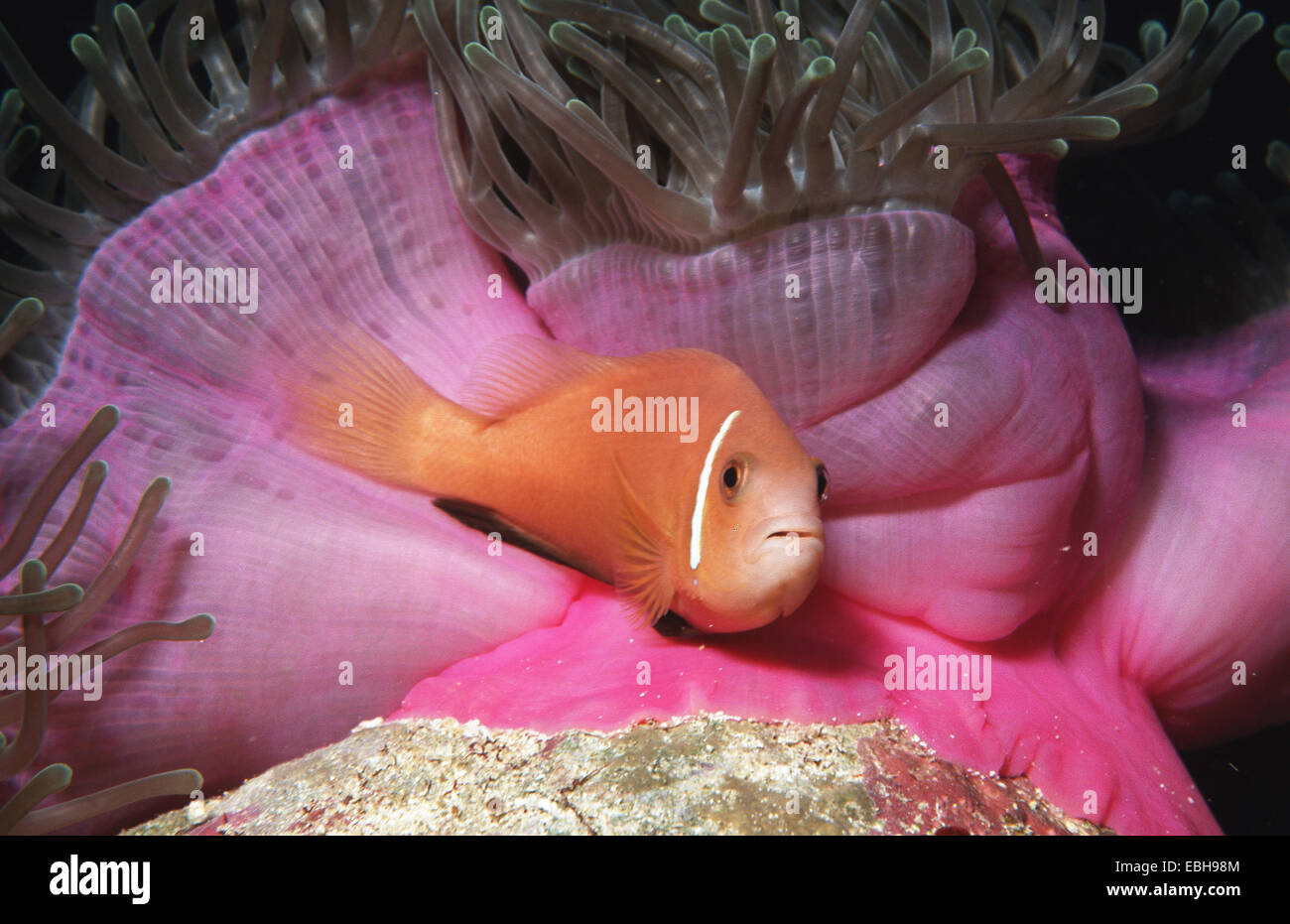 Negro-aletas anemonefish anemonefish, Maldivas (Amphiprion nigripes mit Heteractis magnifica), SIMBIOSIS. Foto de stock