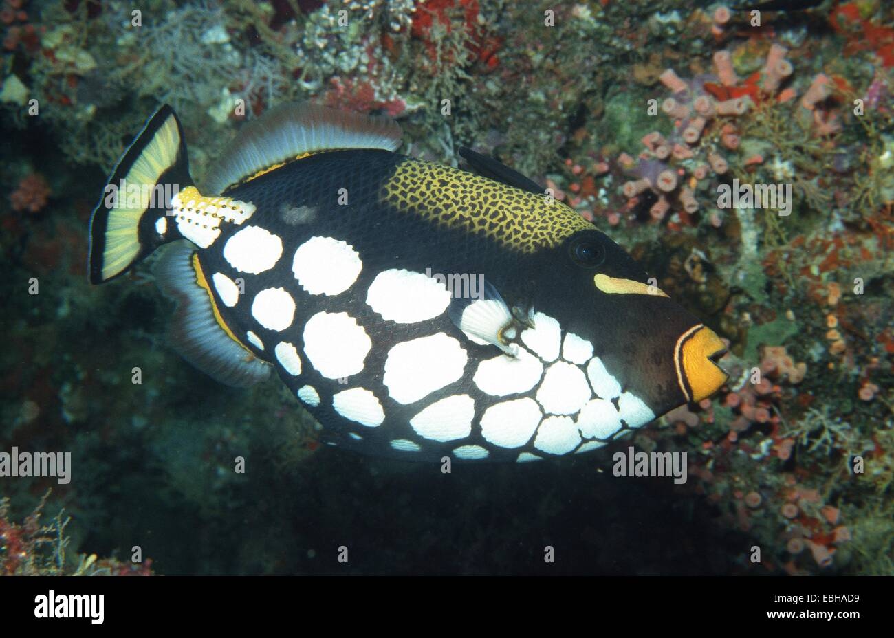 Big-spotted peces ballesta, peces ballesta payaso (Balistoides conspicillum  Fotografía de stock - Alamy