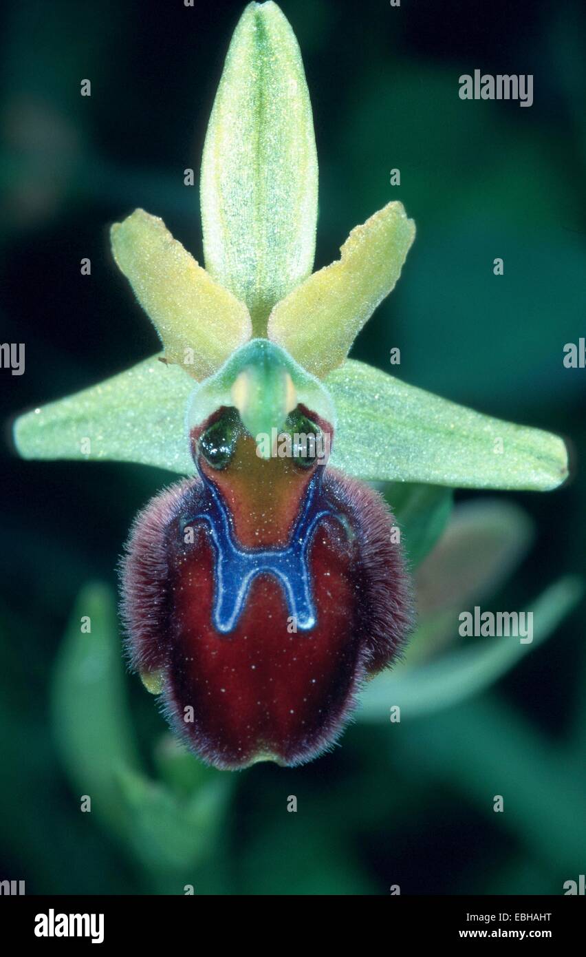 Pequeña araña ophrys (Ophrys araneola), una sola flor, abr 86. Foto de stock