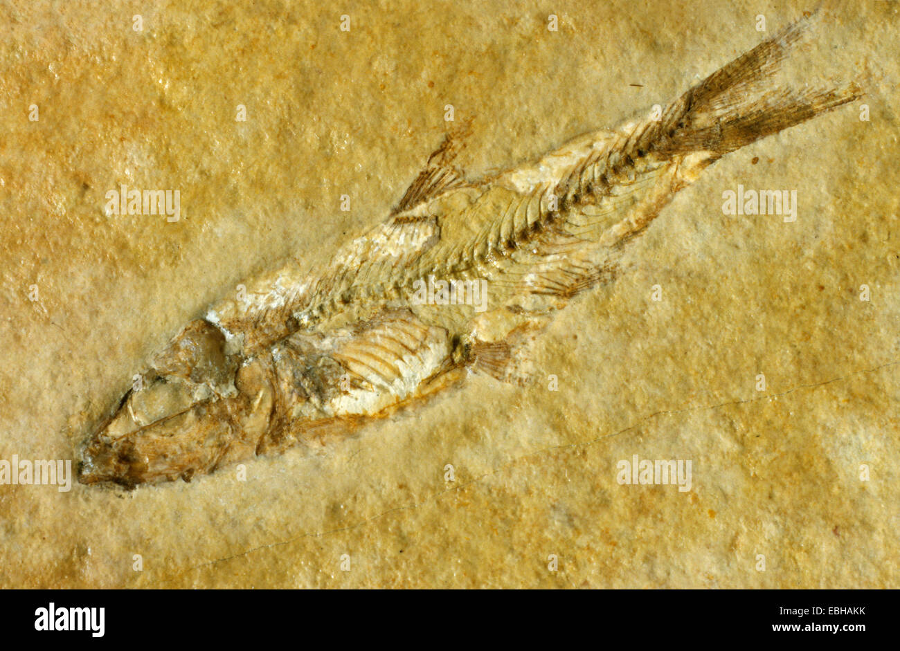 Fósil Leptolepis knorrii (pescado). Foto de stock