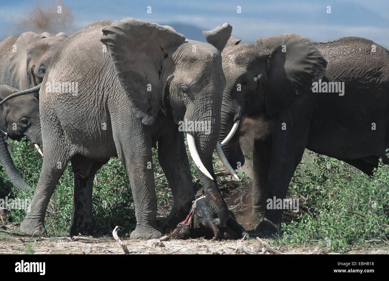 Elefante africano (Loxodonta africana), tías con la pantorrilla. Foto de stock