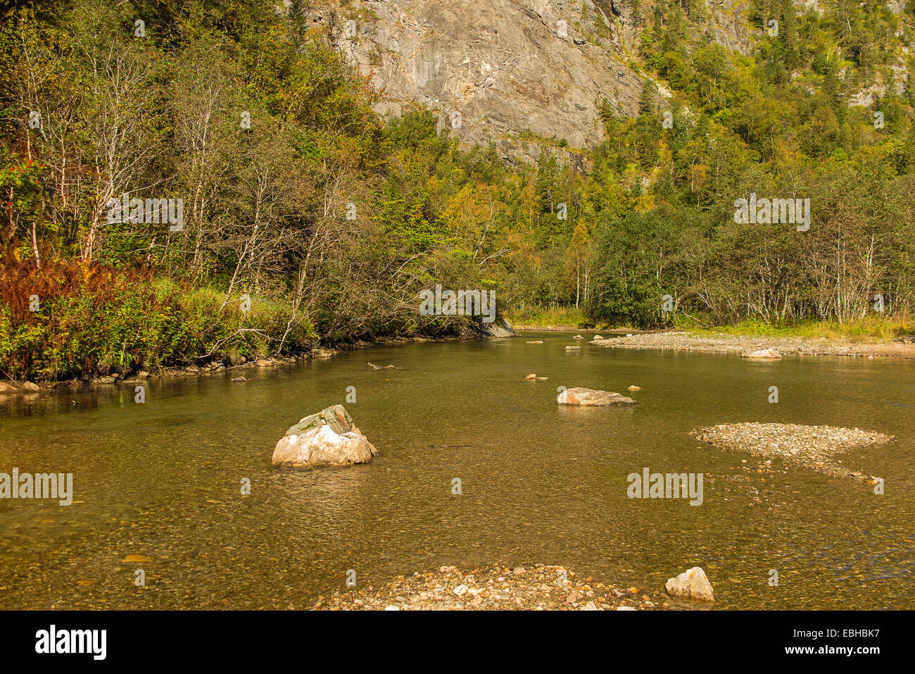 Claro río de salmones, Noruega, Nordland, Glomelva Foto de stock