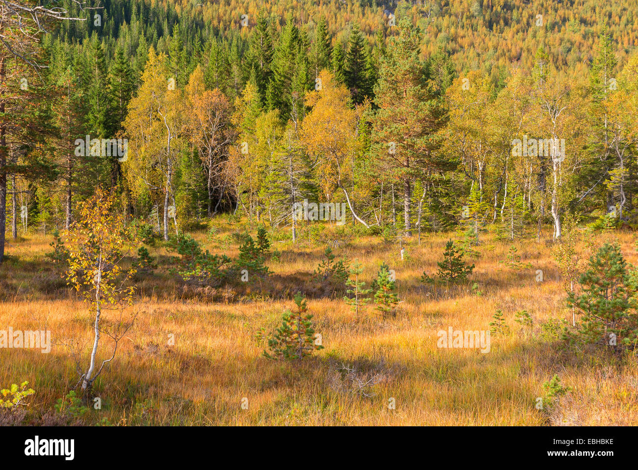 Abedul (Betula spec.), con colores del otoño en el borde de un highmoor, Noruega Nordland Foto de stock