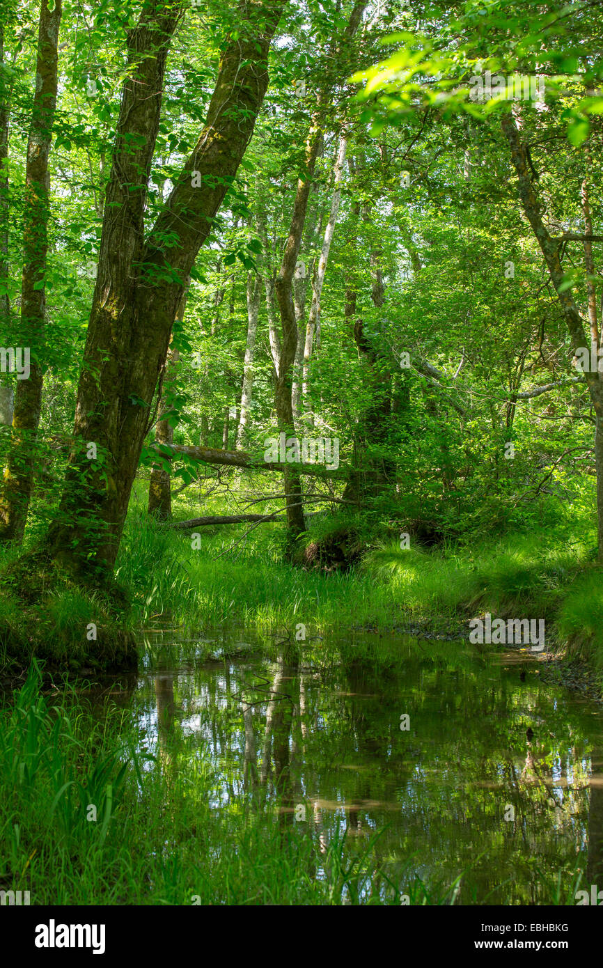 Bosque aluvial, pequeñas confluencia de Abrams Creek, EE.UU., Tennessee, Great Smoky Mountains National Park Foto de stock