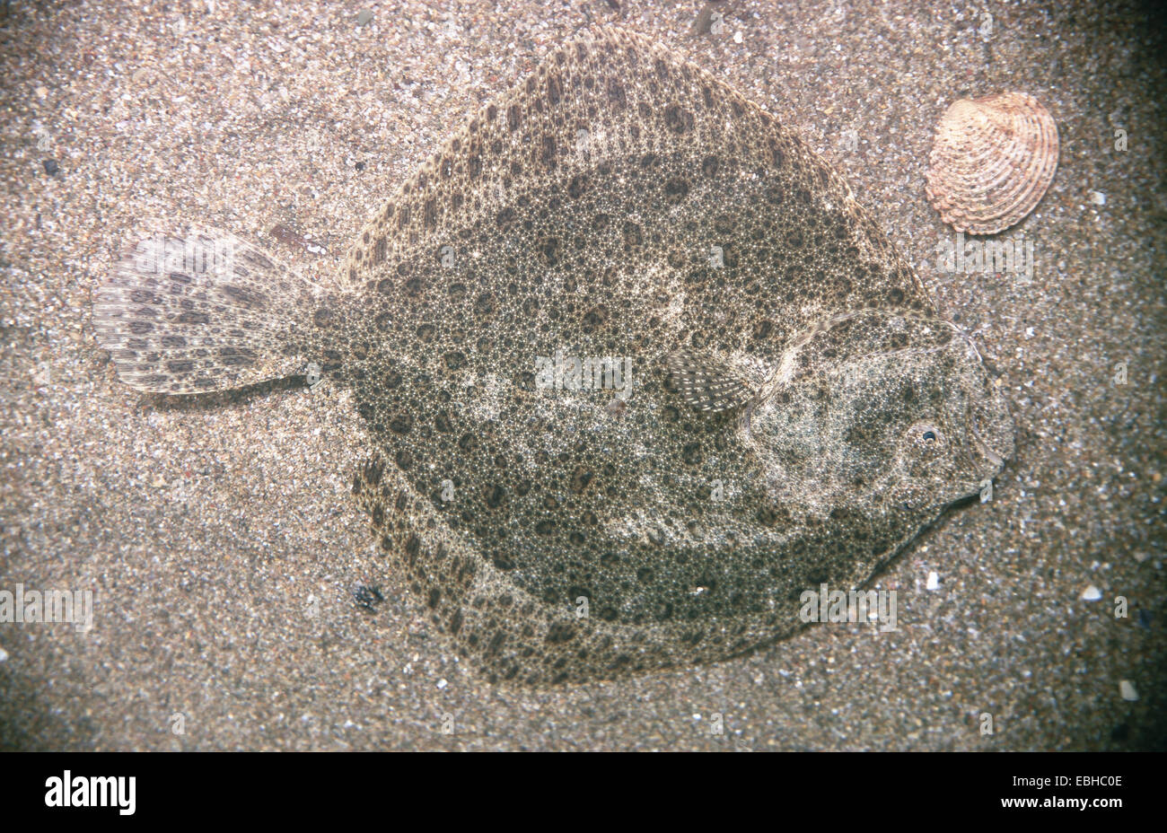 Rodaballo (Psetta maxima), Plattfisch, Plattfische. Foto de stock