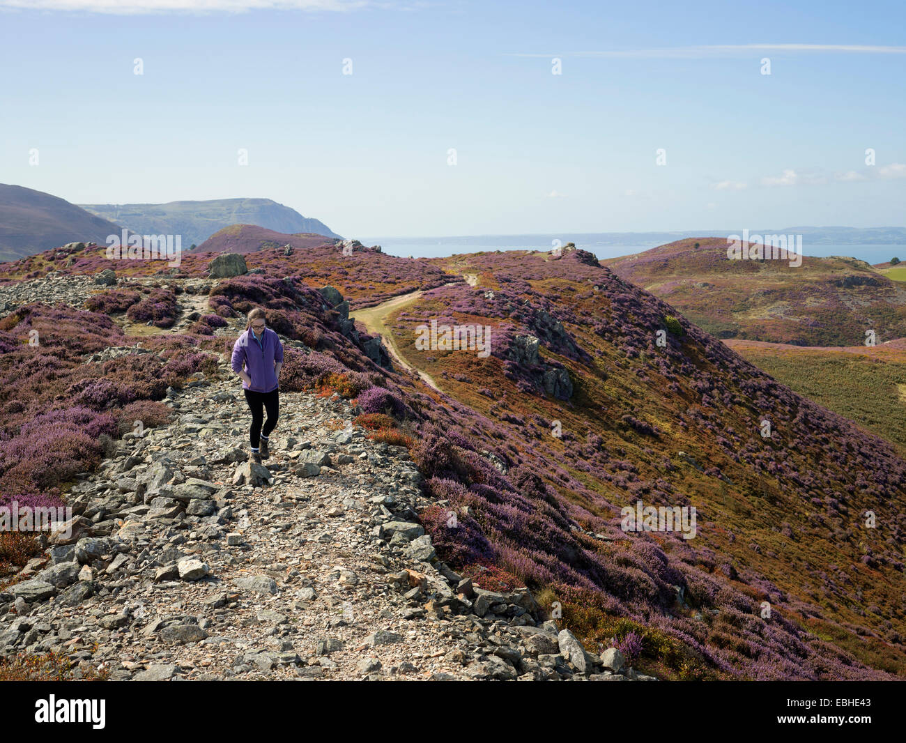 Heather Walker en paisaje, Conwy, Gales del Norte, montaña Foto de stock