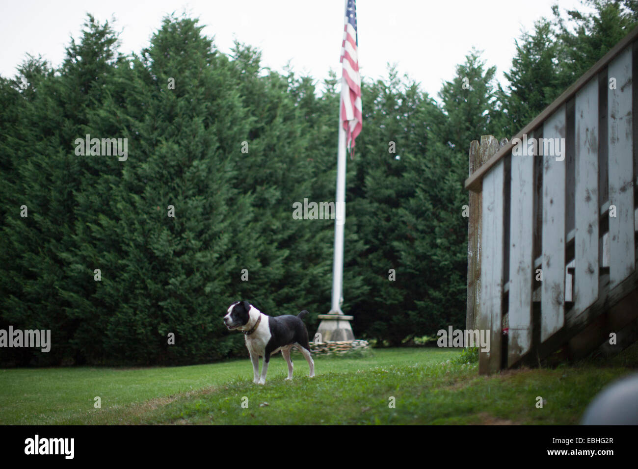 Perro de guardia y la bandera americana en el jardín, Canton, Carolina del Norte, EE.UU. Foto de stock