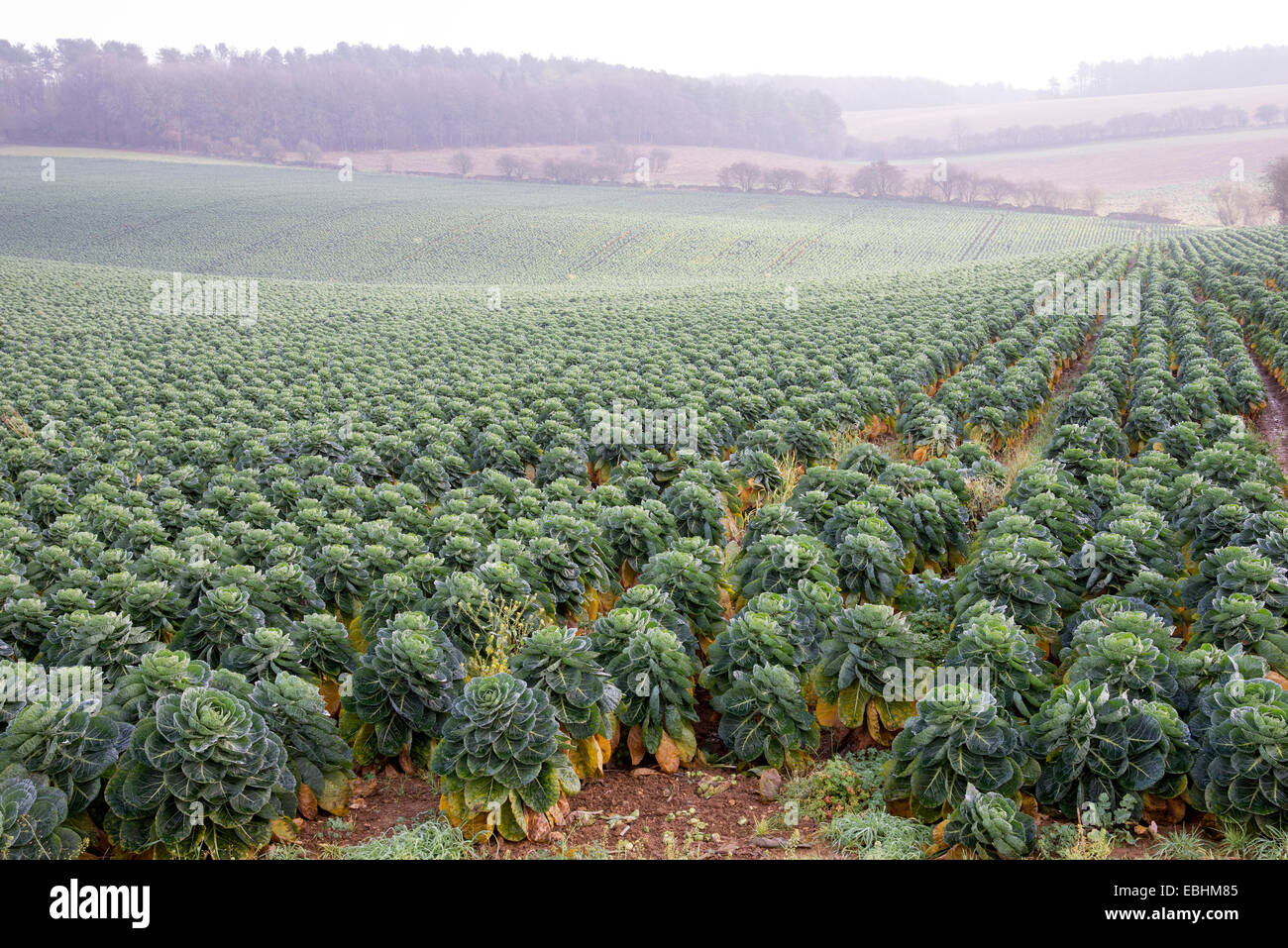 English Coles de Bruselas el cultivo en una granja en Gloucestershire