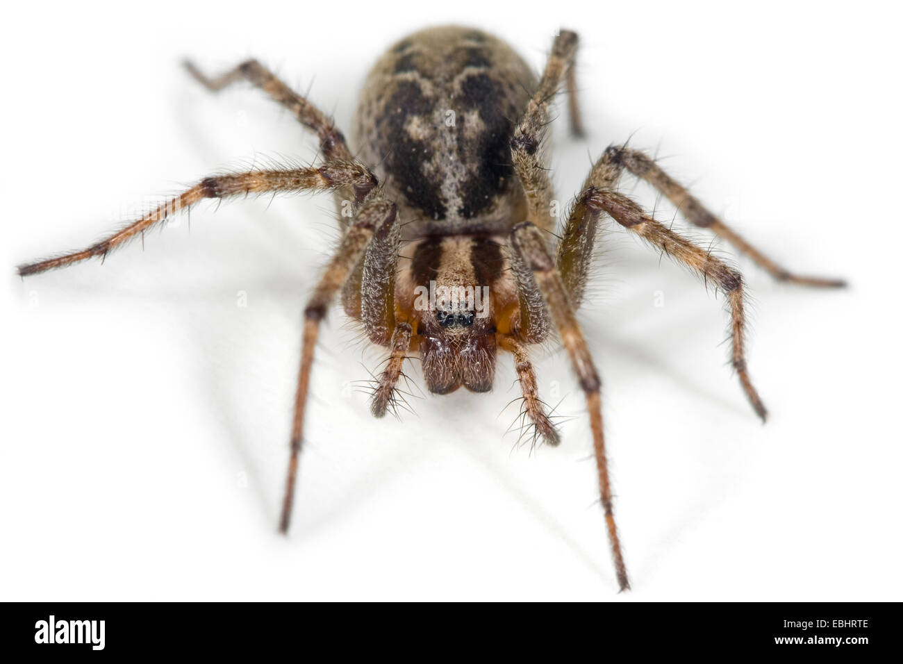 Una mujer araña, Agelena labyrinthica Laberinto, de la cabeza a la vista sobre un fondo blanco. Parte de la familia Agelenidae. Foto de stock