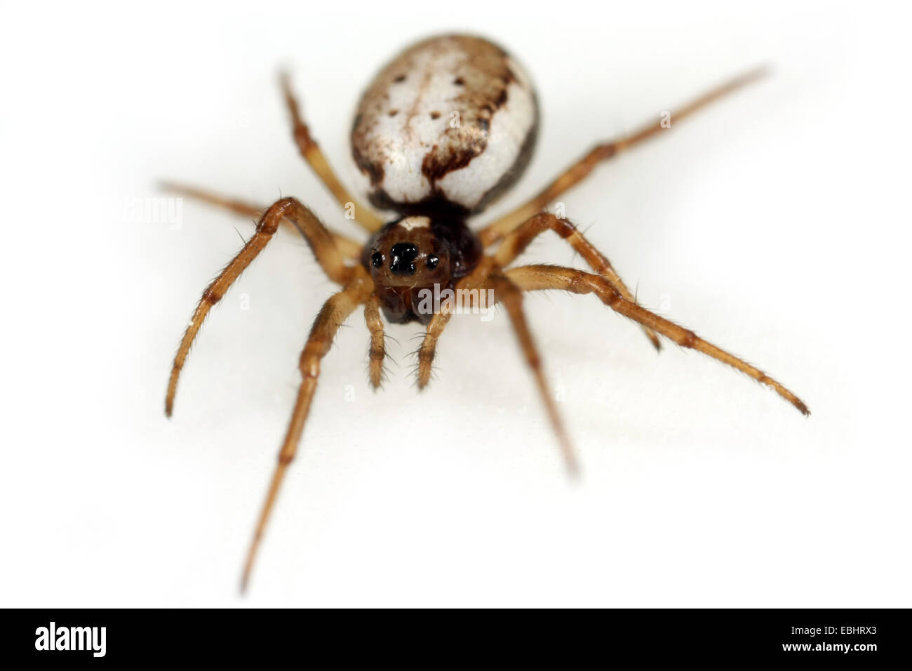 Una hembra de araña (Hypsosinga orbweaving albovittata) sobre fondo blanco. Orbweaving arañas son parte de la familia Araneidae. Foto de stock