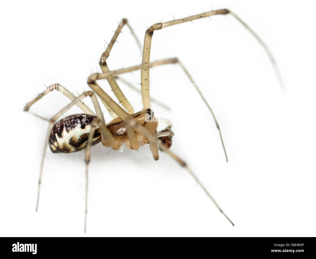 Un hombre común Hamaca-Weaver (Linyphia triangularis araña) sobre un fondo blanco, parte de la familia Linyphiidae - Sheetweb tejedores. Foto de stock