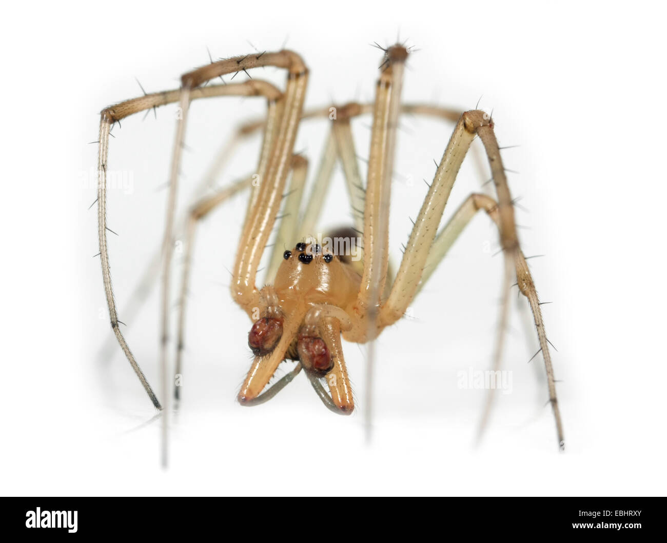 Un hombre común Hamaca-Weaver (Linyphia triangularis araña) sobre un fondo blanco, parte de la familia Linyphiidae - Sheetweb tejedores. Foto de stock