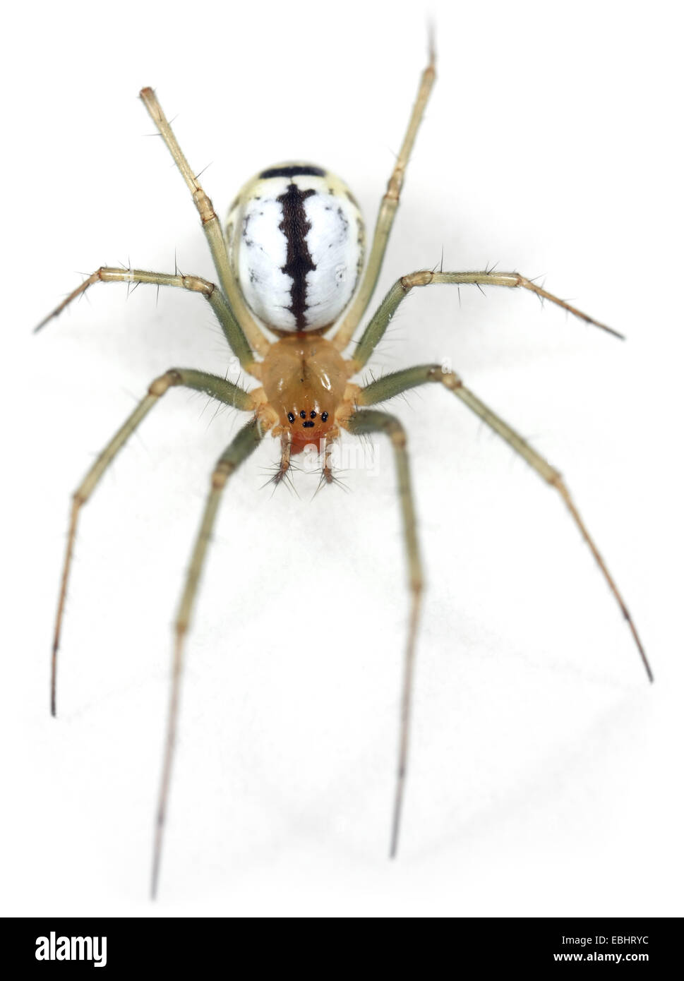 Neriene emphana Fermale (araña) sobre un fondo blanco, parte de la familia Linyphiidae Sheetweb, los tejedores. Foto de stock