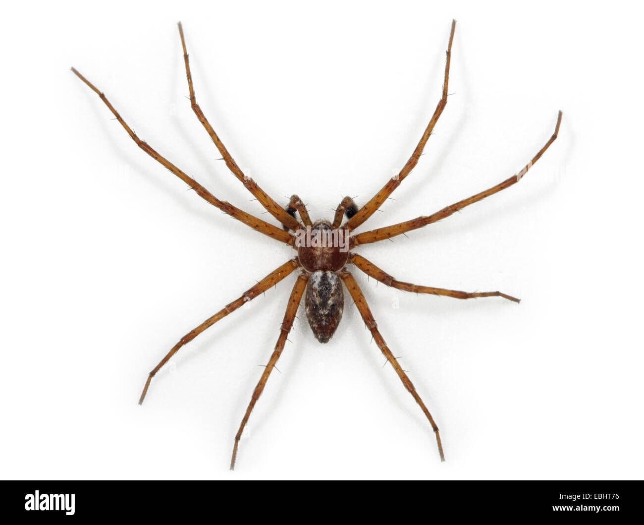 Un hombre marcha cangrejo araña (Philodromus sp) sobre un fondo blanco, parte de la familia Philodromidae - Ejecución de las arañas cangrejo. Foto de stock