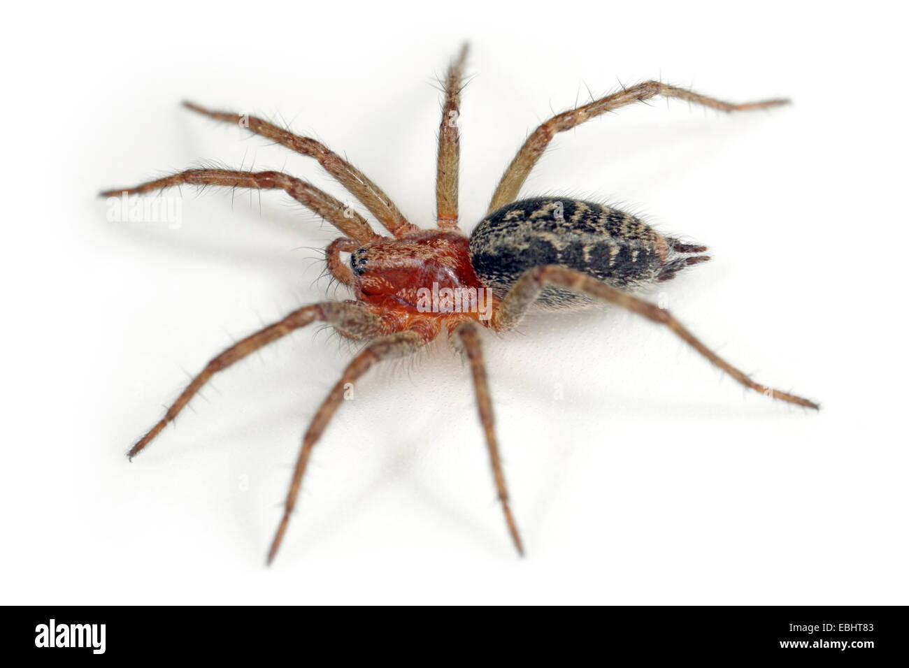 Un laberinto femenino menores araña Agelena labyrinthica, vista lateral, sobre un fondo blanco. Parte de la familia Agelenidae. Foto de stock