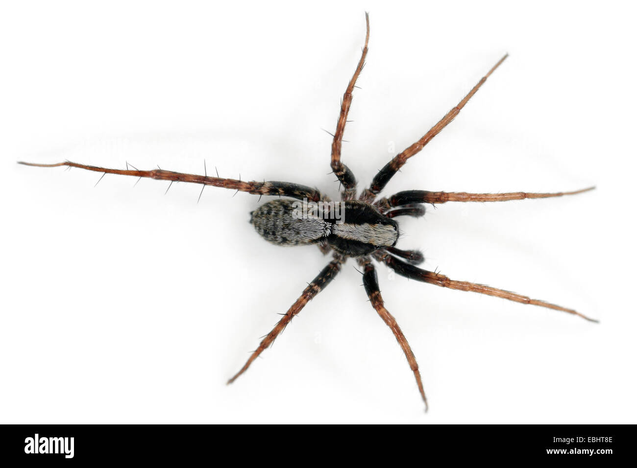 Pardosa lugubris macho spider sobre fondo blanco. Familia Lycosidae, arañas lobo. Usted puede ver que esta araña tiene una pierna que falta. Foto de stock