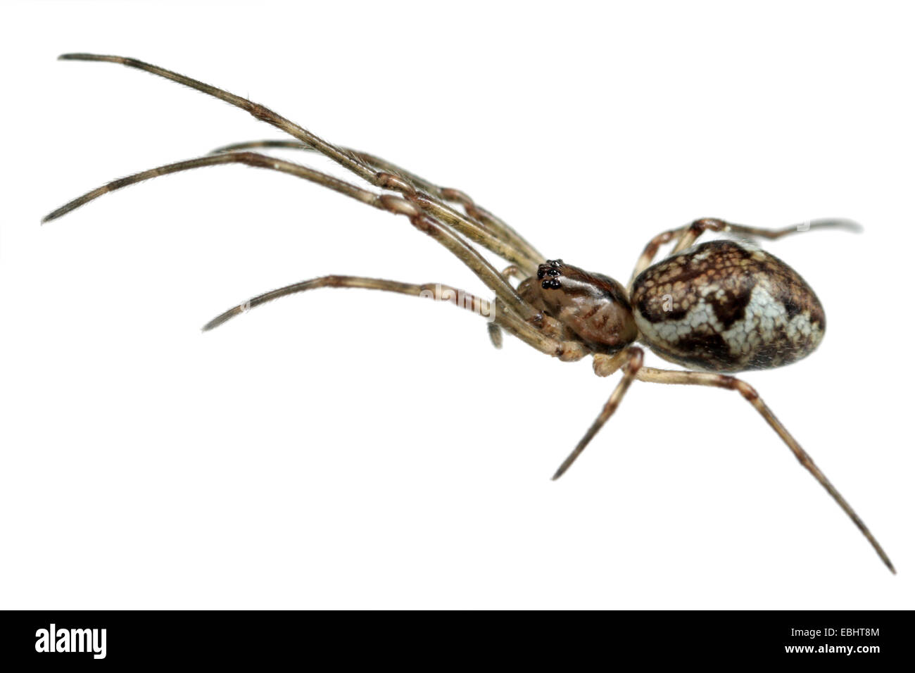 Hembra spider Tetragnatha obtusa sobre fondo blanco. Familia Tetragnathidae, larga plana tejedores de Orb. Foto de stock