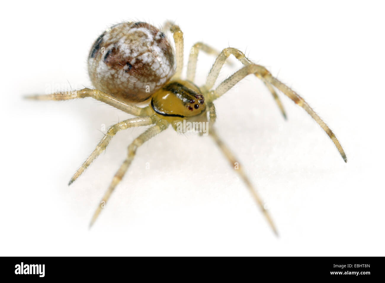 Hembra (Theridion Phylloneta impressa araña impressum) sobre fondo blanco. Familia Theridiidae, peine-footed arañas o telaraña tejedores. Foto de stock