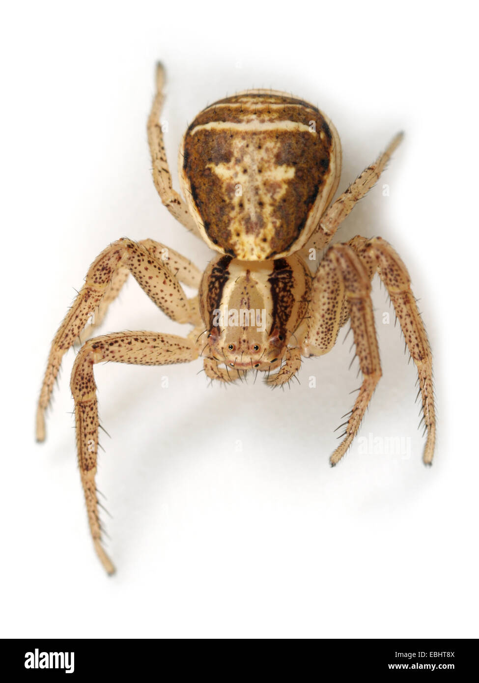 (Xysticus ulmi) hembra Xysticus ulmi spider sobre fondo blanco. Familia Thomisidae, arañas cangrejo. Foto de stock