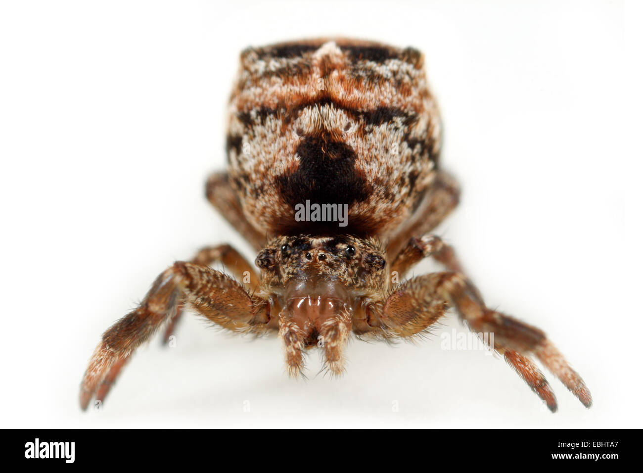 La araña triangular (Hyptiotes paradoxus) es una araña muy extraño. Su forma y color hace que sea casi imposible ver, sentado en una pequeña rama. Foto de stock