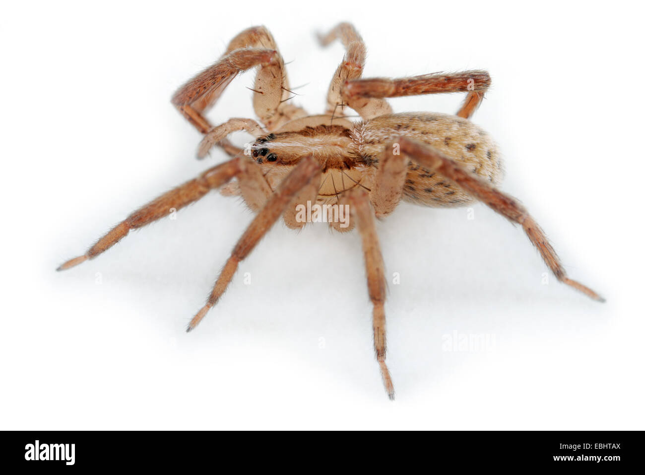 Una hembra (Zora spinimana araña) sobre fondo blanco. La araña es parte de la familia Zoridae, arañas errantes o Spiny-pierna arañas. Foto de stock