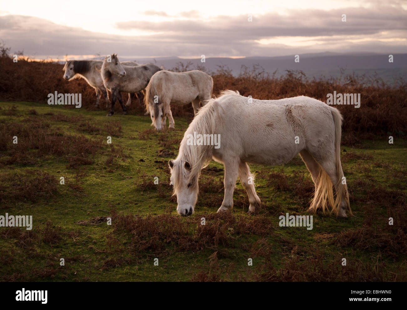 Welsh ponis pastando en Garway Hill en Herefordshire Foto de stock