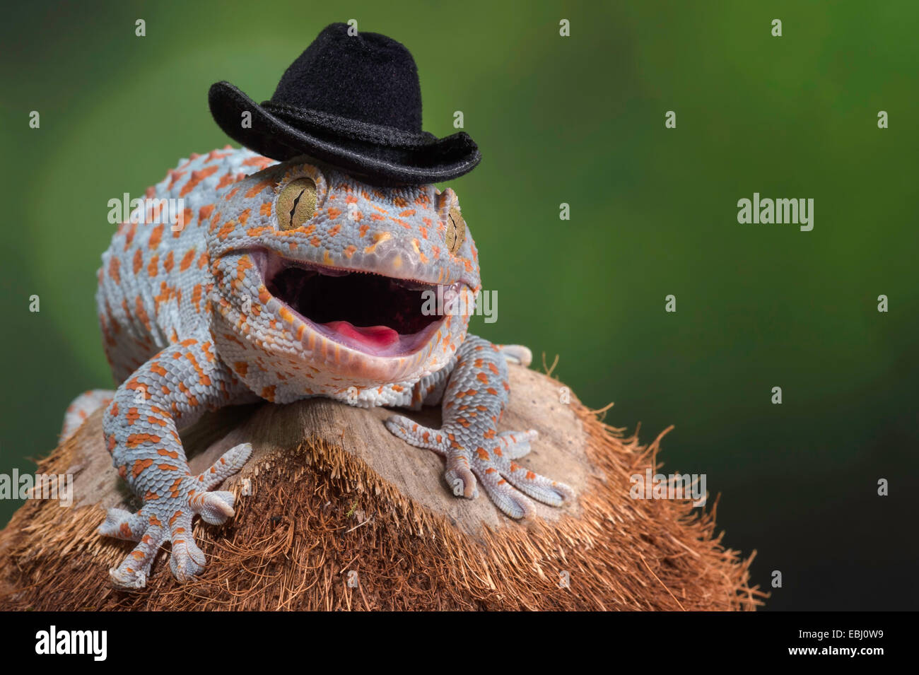 Gecko Tokay vistiendo negro sombrero de 
