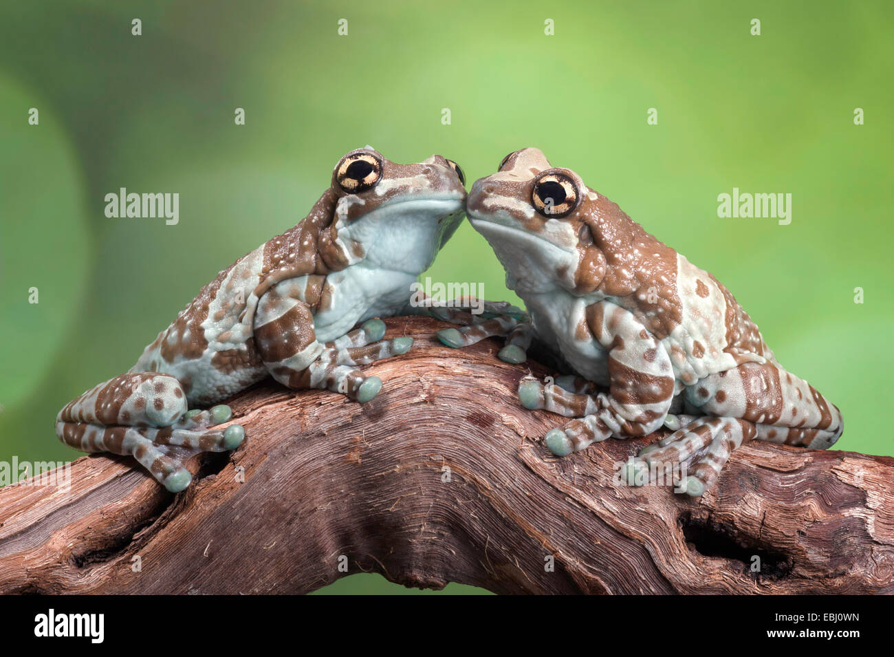 Dos ranas leche amazónica apareciendo al beso en un registro Foto de stock