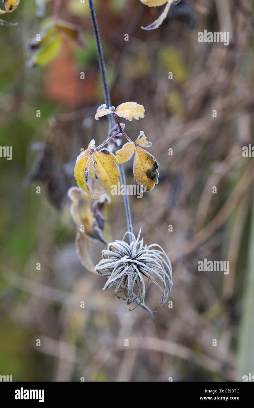 Clematis flor semilla cubrieron la cabeza en un otoño frost Foto de stock