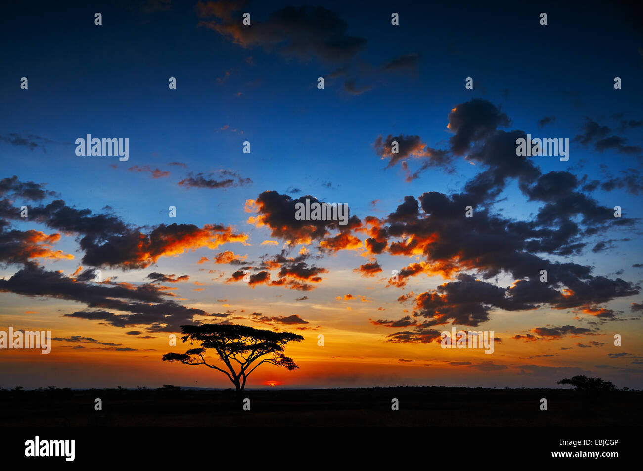 Atardecer africano en la sabana del Parque Nacional del Serengeti Foto de stock