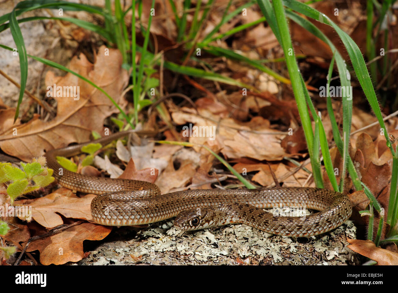 Gran Serpiente de látigo (Dolichophis caspius, Coluber caspius), juvenil con el típico maculation, Grecia, Thrakien Foto de stock