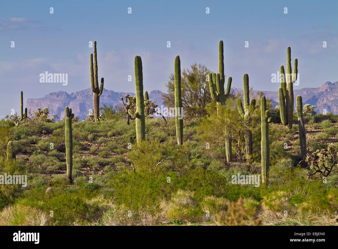 Cacto saguaro (Carnegiea gigantea, Cereus giganteus), en el desierto de Sonora, EE.UU. Foto de stock
