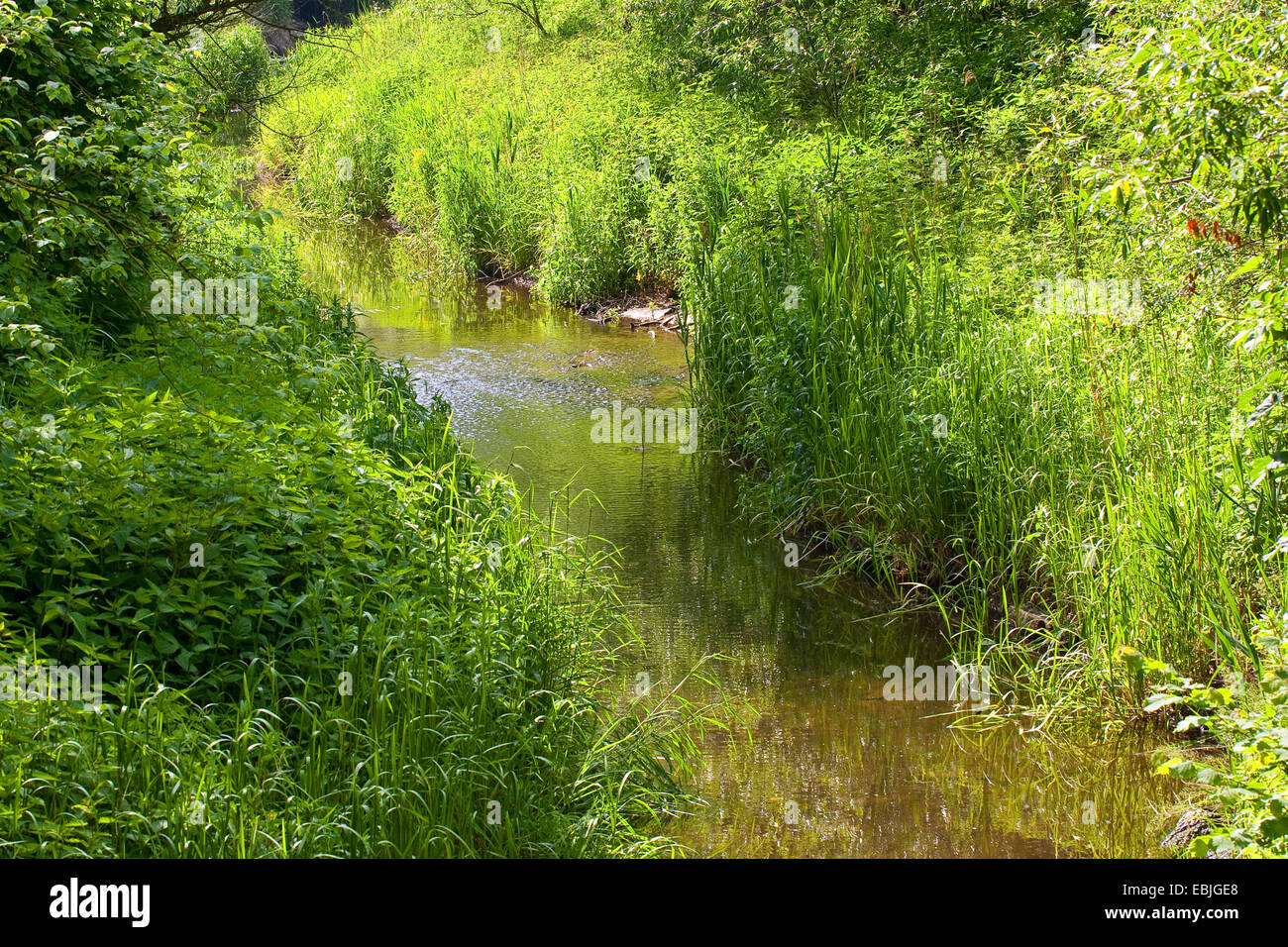 Brook, a través de una pradera con vegetación ribereña opulentas, Alemania Foto de stock