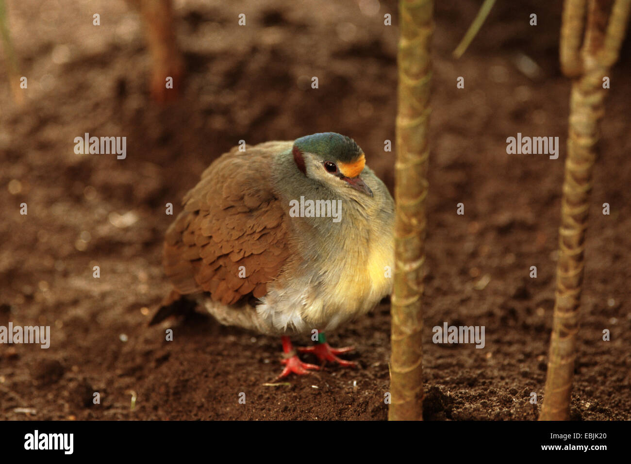 Sulawesi quail dove (Gallicolumba tristigmata), sentado en el suelo el suelo Foto de stock
