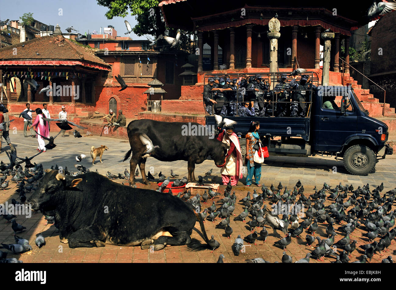 El ganado doméstico (Bos primigenius f. taurus), templo de Durbar Square rodeado de muchas personas, algunas vacas, innumerables palomas y una patrulla de la policía que pasaba, Nepal, Katmandú Foto de stock
